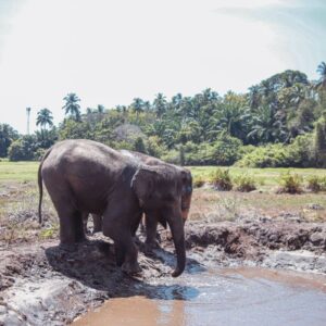 Program A — Feed & Shower - Image 5