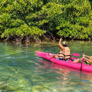 Mangrove Kayaking - Image 5
