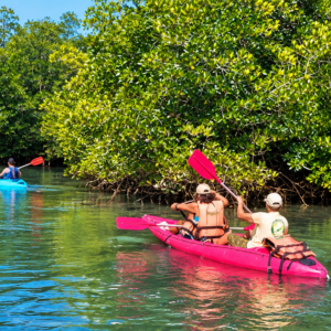 Mangrove Kayaking - Image 4