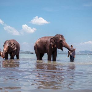 Alternative view of Program B — Elephant Swim